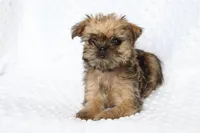 Sunny, a female Brussels Griffon for sale in Greenwich, OH – Photo 4 of 7