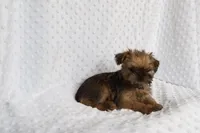 Sunny, a female Brussels Griffon for sale in Greenwich, OH – Photo 6 of 7