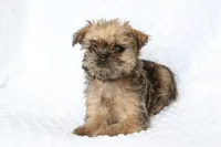 Sunny, a female Brussels Griffon for sale in Greenwich, OH – Photo 7 of 7