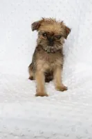 Sunny, a female Brussels Griffon for sale in Greenwich, OH – Photo 5 of 7