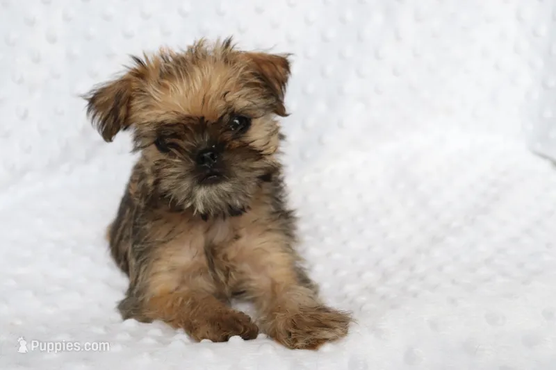 Sunny – Brussels Griffon puppy for sale in Greenwich, OH