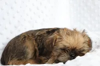 Sunny, a female Brussels Griffon for sale in Greenwich, OH – Photo 3 of 7