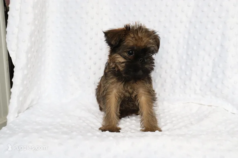 Sam – Brussels Griffon puppy for sale in Greenwich, OH