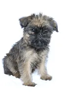 Sam, a male Brussels Griffon for sale in Greenwich, OH – Photo 7 of 7