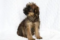 Sam, a male Brussels Griffon for sale in Greenwich, OH – Photo 4 of 7