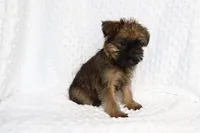 Sam, a male Brussels Griffon for sale in Greenwich, OH – Photo 3 of 7