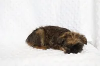 Sam, a male Brussels Griffon for sale in Greenwich, OH – Photo 6 of 7
