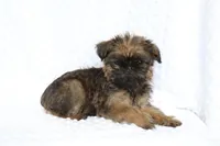 Sam, a male Brussels Griffon for sale in Greenwich, OH – Photo 2 of 7