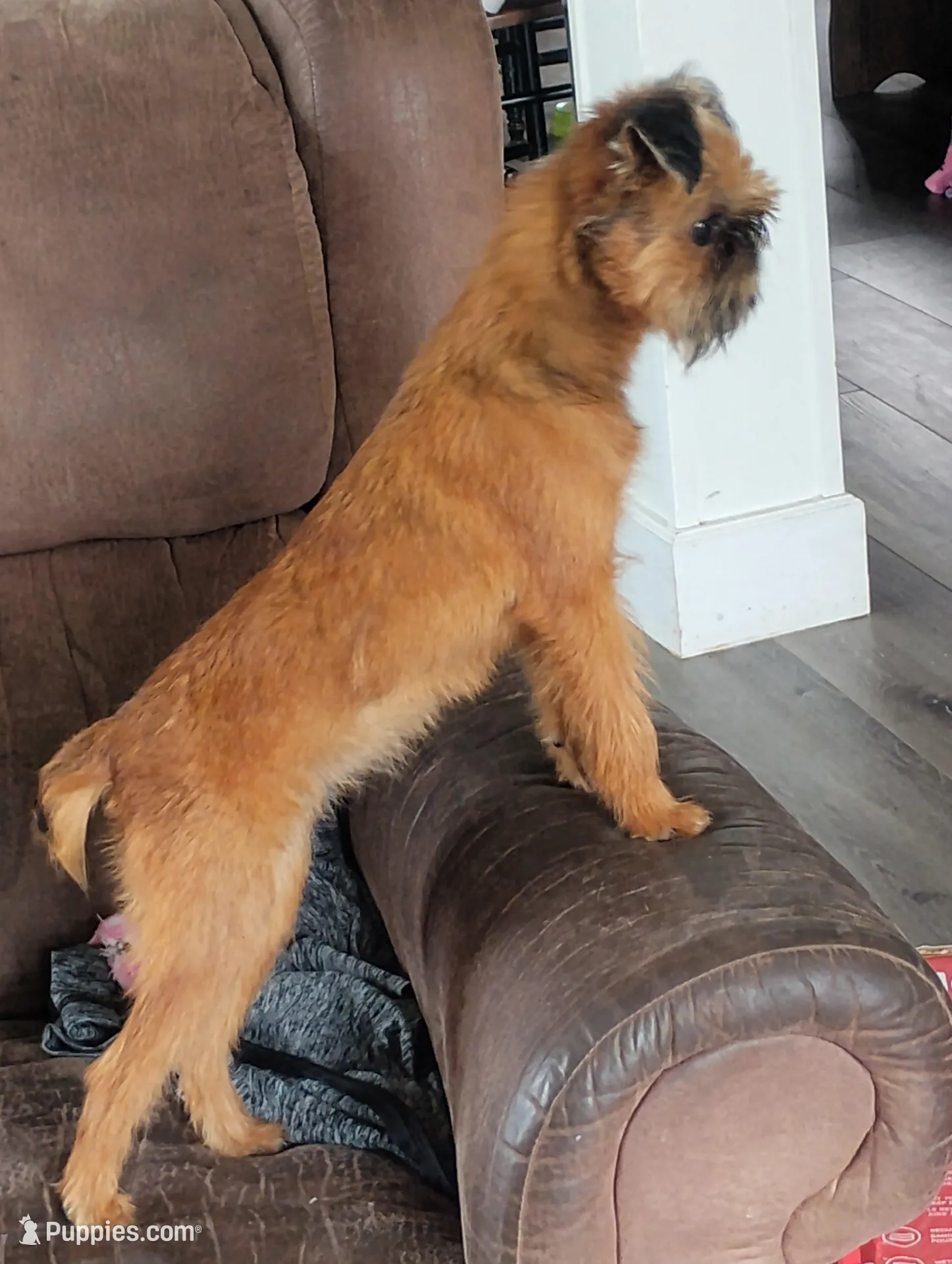 Bubbles, a female Brussels Griffon for sale in Greenwich, OH – 5 of 9