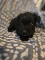 Shrek, a male Miniature Schnauzer for sale in Chattanooga, TN – 3 of 3