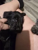 Bolt, a male Miniature Schnauzer for sale in Knoxville, TN – 5 of 5