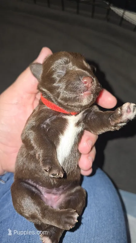 Red Collar – Miniature Schnauzer puppy for sale in Chattanooga, TN