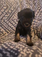 Trouble , a male Miniature Schnauzer for sale in Chattanooga, TN – 3 of 3
