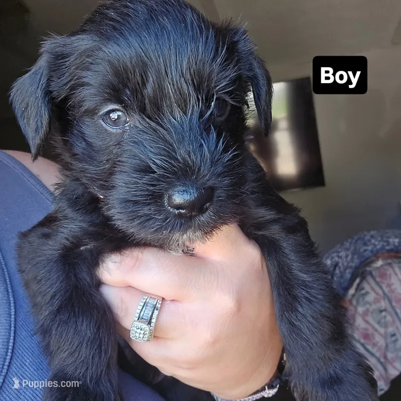 Bolt – Miniature Schnauzer puppy for sale in Chattanooga, TN