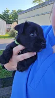 Shrek, a male Miniature Schnauzer for sale in Chattanooga, TN – 2 of 3