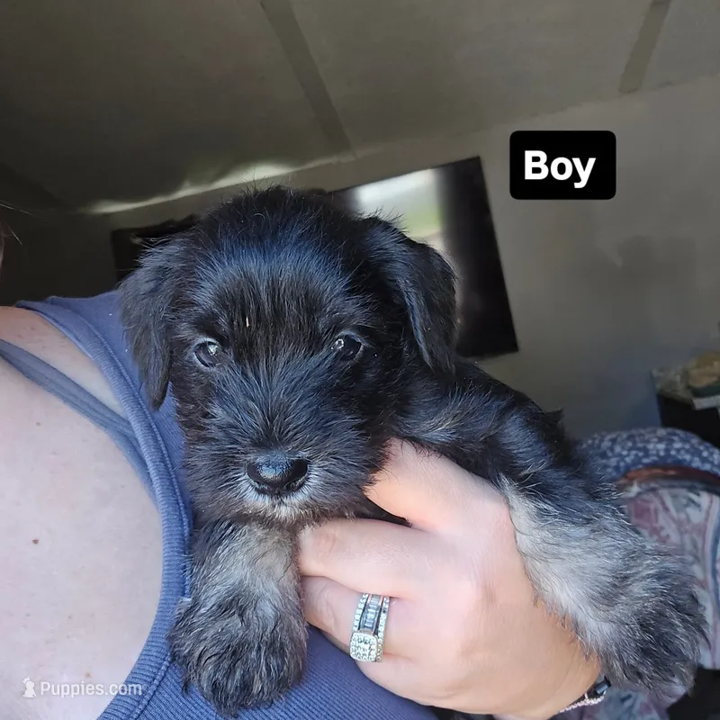 Trouble  – Miniature Schnauzer puppy for sale in Chattanooga, TN