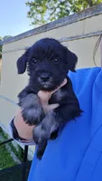 Trouble , a male Miniature Schnauzer for sale in Chattanooga, TN – 2 of 3