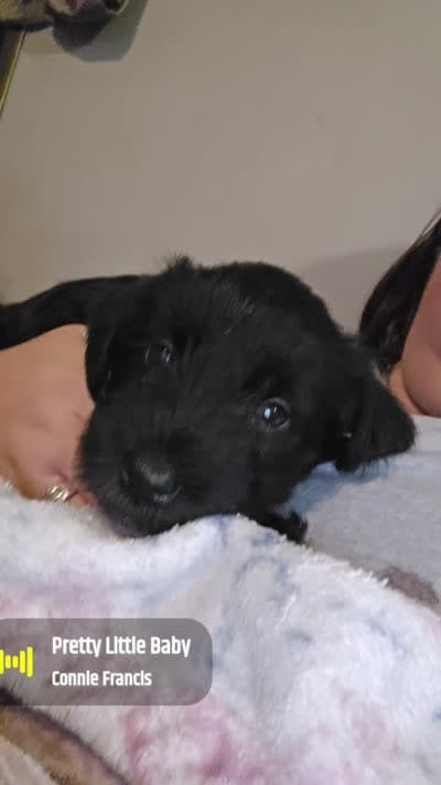 Bolt, a male Miniature Schnauzer for sale in Knoxville, TN – 2 of 5