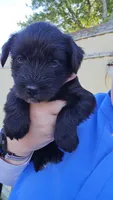 Bolt, a male Miniature Schnauzer for sale in Chattanooga, TN – 2 of 3