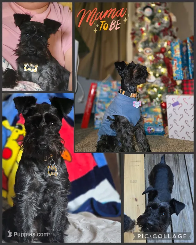 Coming soon – Miniature Schnauzer puppy for sale in Knoxville, TN