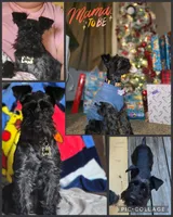 Coming soon, a  Miniature Schnauzer for sale in Knoxville, TN – 1 of 2