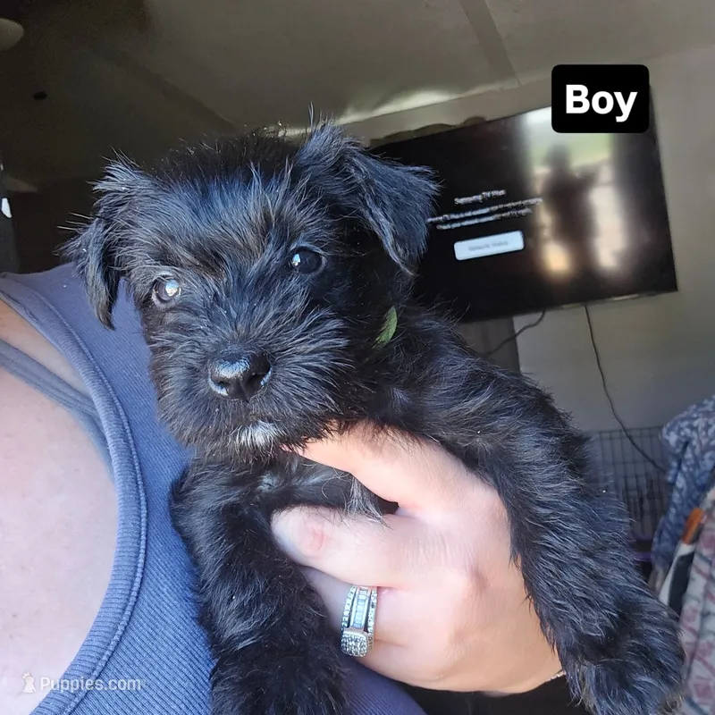 Shrek – Miniature Schnauzer puppy for sale in Chattanooga, TN