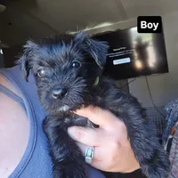 Shrek, a male Miniature Schnauzer for sale in Chattanooga, TN – 1 of 3