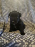 Bolt, a male Miniature Schnauzer for sale in Chattanooga, TN – 3 of 3