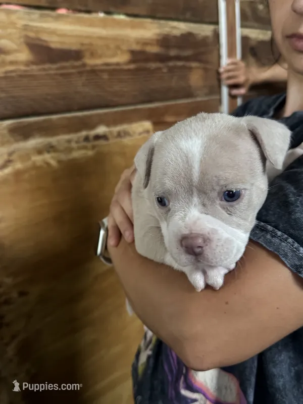 American bully – American Bully puppy for sale in Dover, FL