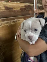 American bully, a male American Bully for sale in Dover, FL – 1 of 5