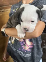American bully, a male American Bully for sale in Dover, FL – 4 of 5