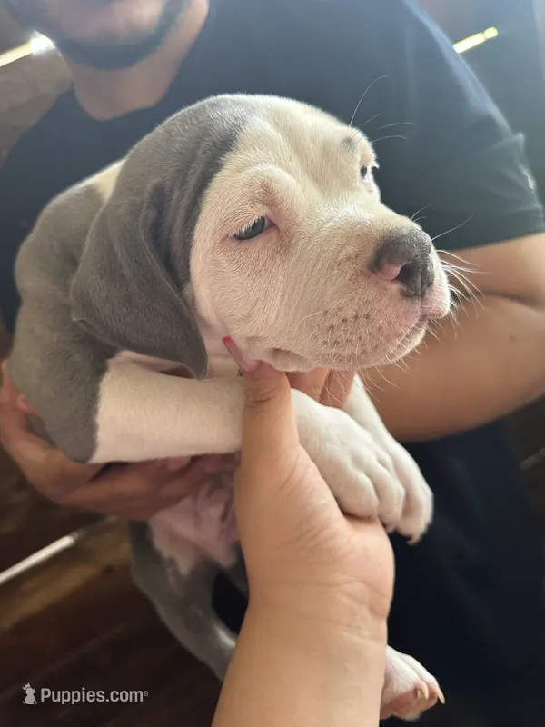 American Pocket bully – American Bully puppy for sale in Dover, FL