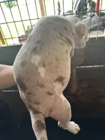American Pocket bully, a male American Bully for sale in Dover, FL – 2 of 2