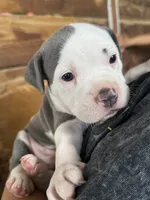 American bully, a male American Bully for sale in Dover, FL – 3 of 5