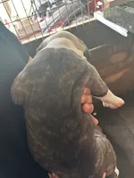 American Pocket bully, a male American Bully for sale in Dover, FL – 2 of 2