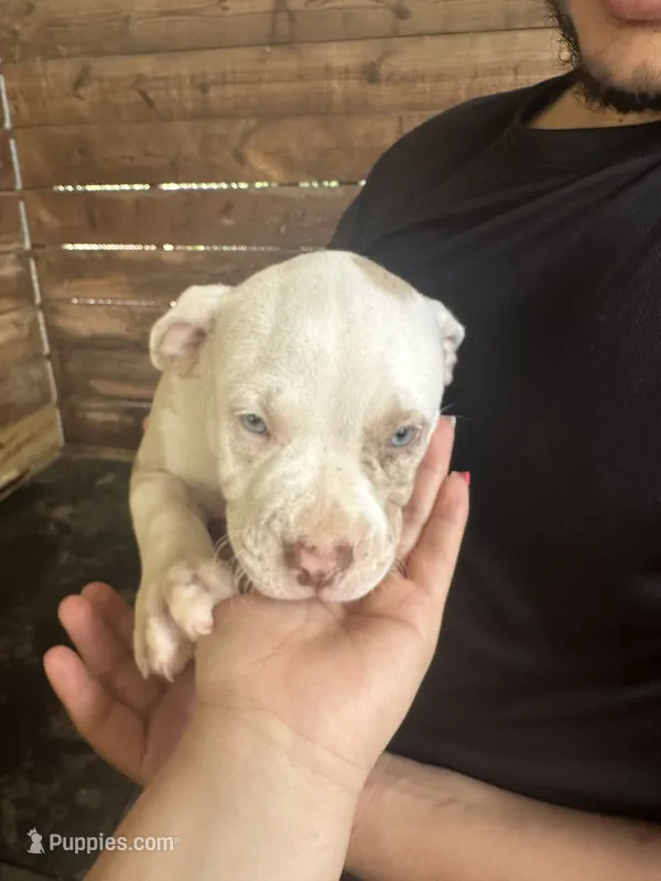 American Pocket bully – American Bully puppy for sale in Dover, FL