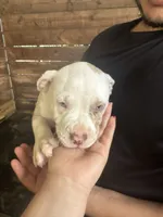 American Pocket bully, a male American Bully for sale in Dover, FL – 1 of 2