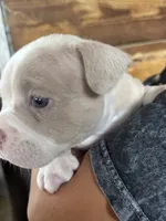 American bully, a male American Bully for sale in Dover, FL – 5 of 5