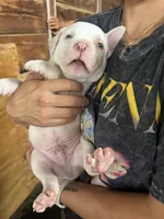 American bully, a male American Bully for sale in Dover, FL – 2 of 5