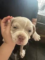 American Pocket bully, a male American Bully for sale in Dover, FL – 1 of 2