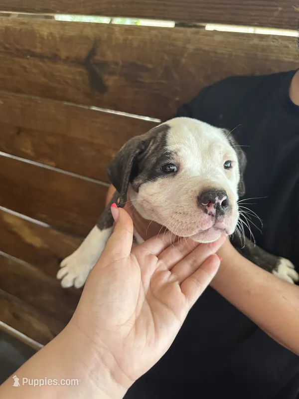 American Pocket bully – American Bully puppy for sale in Dover, FL