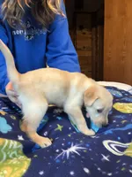 Female 1, a female Labrador Retriever for sale in Unity, WI – 6 of 6
