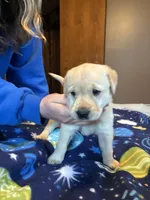Female 1, a female Labrador Retriever for sale in Unity, WI – 1 of 6
