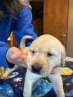 Female 1, a female Labrador Retriever for sale in Unity, WI – 4 of 6