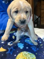 Boy 1, a male Labrador Retriever for sale in Unity, WI – 2 of 4