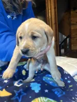 Boy 1, a male Labrador Retriever for sale in Unity, WI – 3 of 4