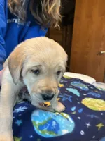  Boy 2, a male Labrador Retriever for sale in Unity, WI – 5 of 5