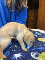 Boy 2, a male Labrador Retriever for sale in Unity, WI – 3 of 5