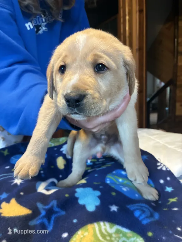 Boy 1 – Labrador Retriever puppy for sale in Unity, WI