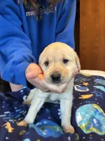 Female 1, a female Labrador Retriever for sale in Unity, WI – 3 of 6